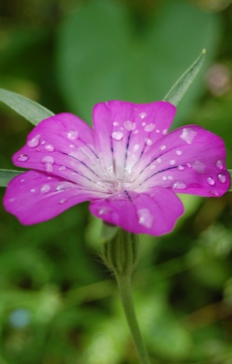 [EA-511] Agrostemma githago 