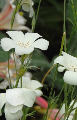 Agrostemma gracilis 'Snow Queen'
