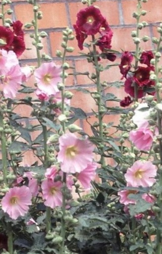 [DA-513] Alcea ficifolia 'Simplex'