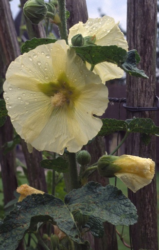 [DA-028] Alcea rugosa 