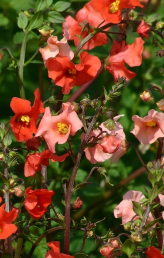 Alonsoa meridionalis 'Starlets'