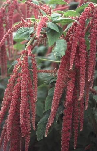 [ZA-513] Amaranthus caudatus 'Coral Fountain'