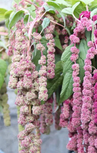 Amaranthus caudatus 'Mira'