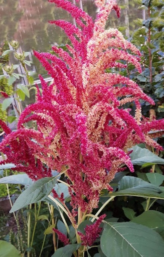 Amaranthus cruentus 'Alegria'