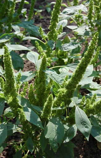Amaranthus hypochondriacus 'Green Thumb'