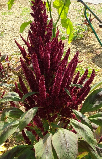 [ZA-028] Amaranthus hypochondriacus 'Red Pygmy Torch' 