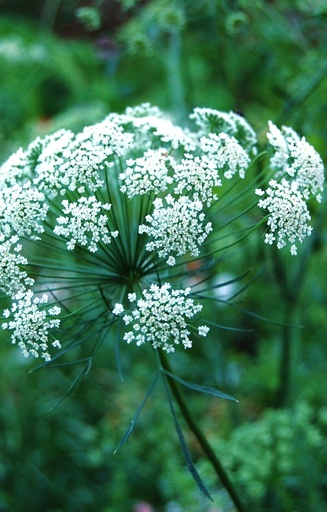 [BA-513] Ammi majus 'Queen of Africa'