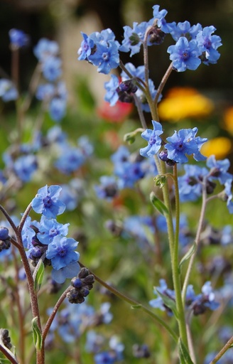 [AA-513] Anchusa capensis 'Blue Angel' 