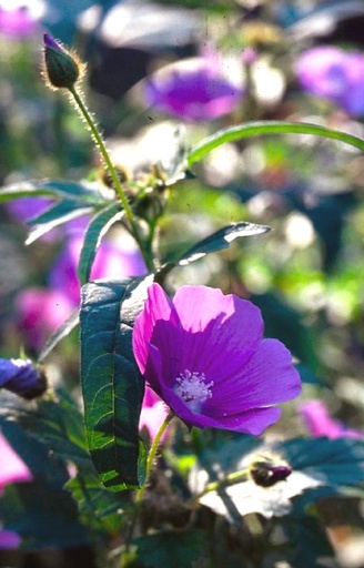 Anoda cristata 'Opal Cup'