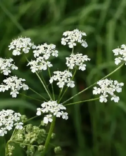 Anthriscus sylvestris 