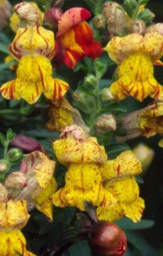 [ZA-514] Antirrhinum 'Brighton Rock' 