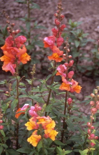[CA-514] Antirrhinum majus 'Orange Wonder' 