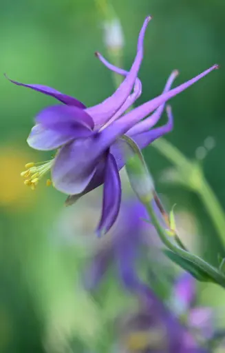[ZA-511] Aquilegia vulgaris