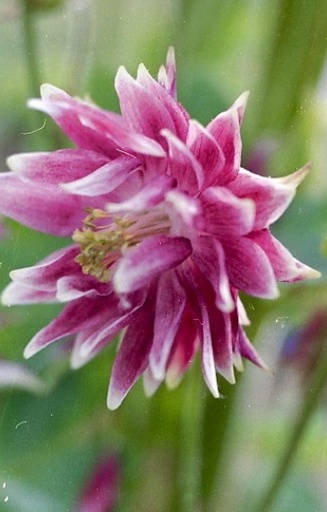 Aquilegia vulgaris 'Nora Barlow' 