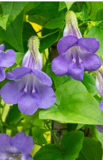 [AA-028] Asarina scandens 'Light Blue'