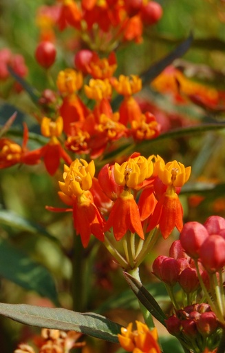 Asclepias curassavica 'Red Butterfly'