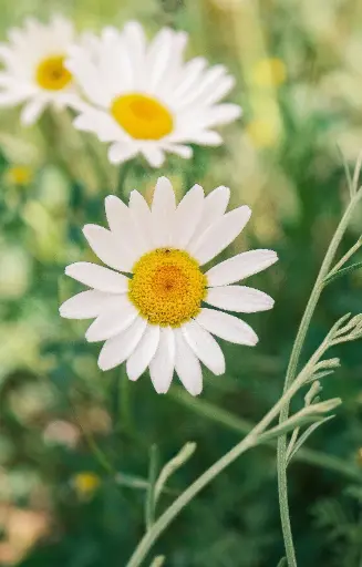 [ZB-516] Bellis perennis 