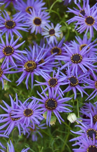 Brachyscome iberidifolia 'Blue Star'