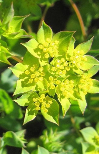 [BB-513] Bupleurum rotundifolium 'Garibaldi'