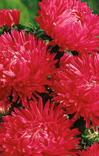 [BC-514] Callistephus chinensis 'Duchesse Scarlet'