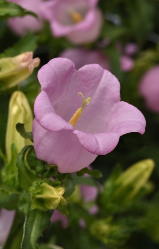 Campanula medium 'Single Rose'