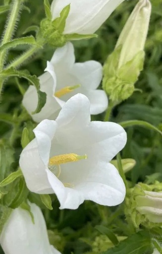 [AC-513] Campanula medium 'Single White' 