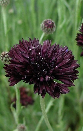 [BC-513] Centaurea cyanus 'Black Boy' 