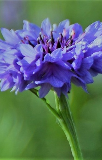 [BC-514] Centaurea cyanus 'Blue Ball' 