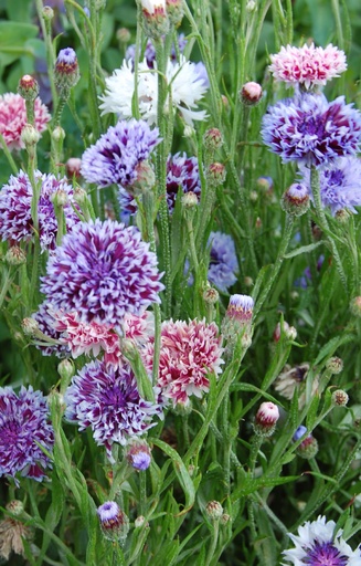 [BC-514] Centaurea cyanus 'Frosted Queen' 