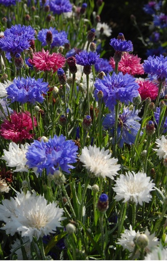 Centaurea cyanus 'Midget Mix' 