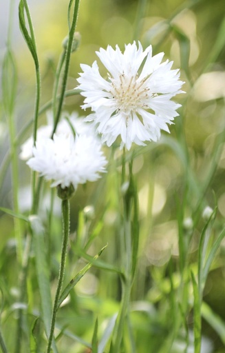 Centaurea cyanus 'Snowman' 