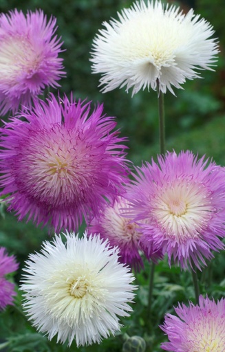 Centaurea moschata 'Imperial Mix'