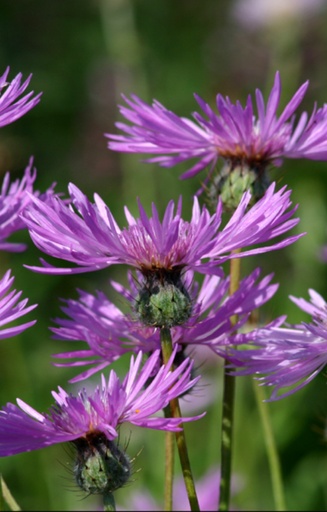 Centaurea muricata 'Desert Star'