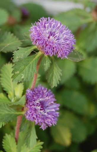 Centratherum camporum  