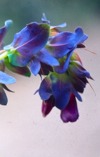 [DC-513] Cerinthe major purpurascens 'Kiwi Blue'