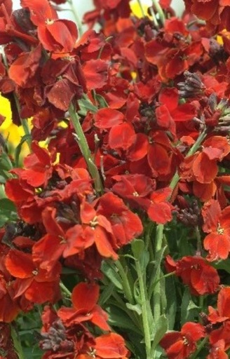 [BC-514] Cheiranthus cheirii 'Goliath'