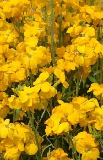 Cheiranthus cheirii 'Cloth of Gold'