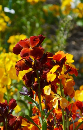 Cheiranthus cheirii 'Fair Lady' 