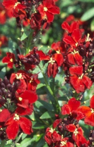 [DC-514] Cheiranthus cheirii 'Fire King' 