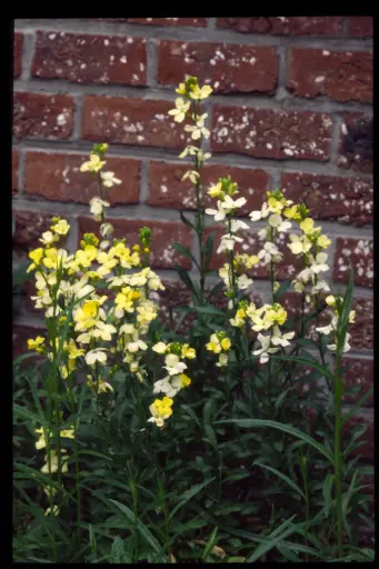 Cheiranthus cheirii 'Primrose Dame'