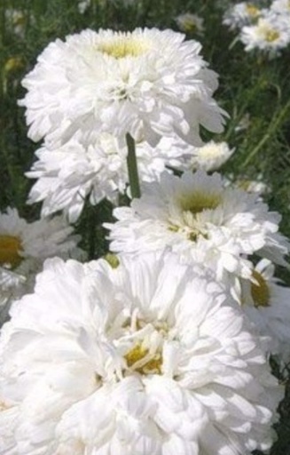Chrysanthemum indicum inodorum 'Bridal Robe' 