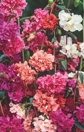 Clarkia unguiculata 'Mix'