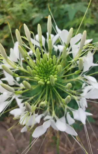 Cleome spinosa 'White Queen'