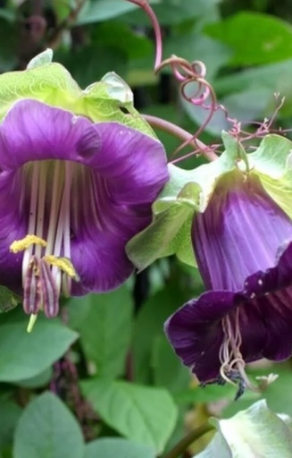 Cobaea scandens 'Violet'