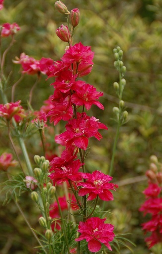 Consolida ajacis 'Carmine'