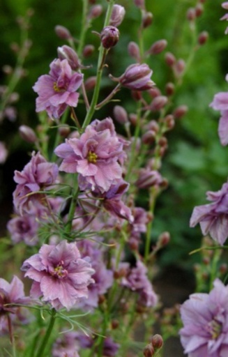 Consolida ajacis 'Misty Lavender'