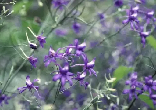 Consolida regalis 'Blue Cloud' 