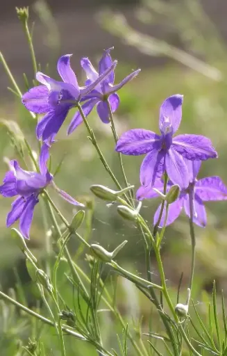Consolida regalis 'Blue Cloud' 