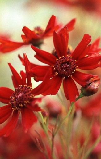 Coreopsis tinctoria 'Amulet'