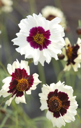 Coreopsis tinctoria 'Cream-Red'
